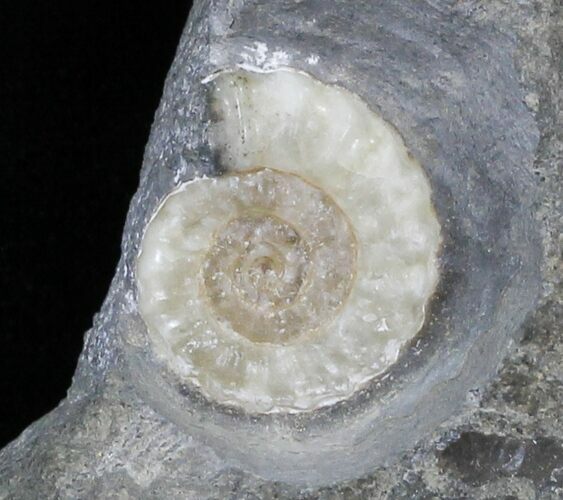Promicroceras Ammonite - Dorset, England #30715